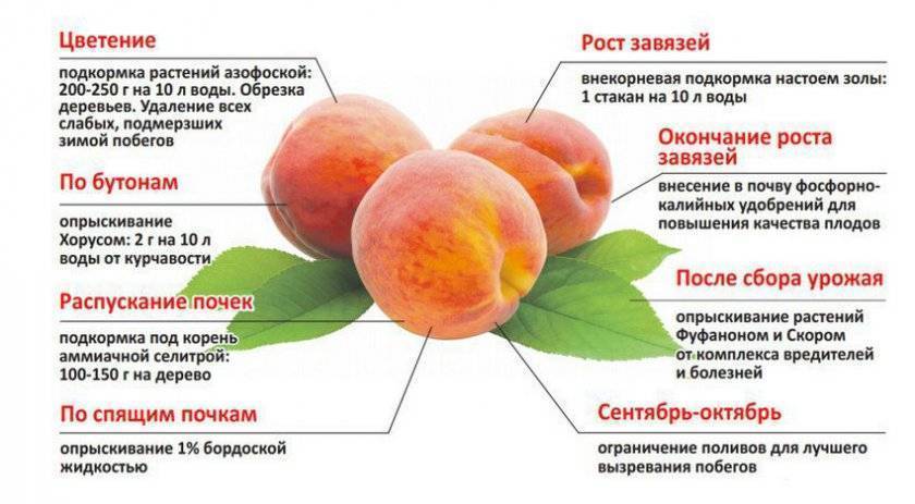 Через сколько лет начинает цвести. Схема подкормки персика. Схема удобрения абрикоса. Схема подкормки плодовых деревьев. Схема подкормки абрикоса.