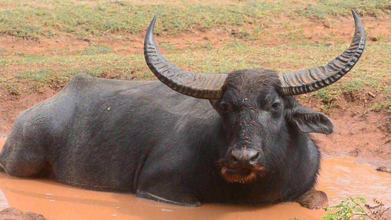 Индийский буйвол и его дикие сородичи: африканский бык, индонезийский и филлипинский карликовые буйволы