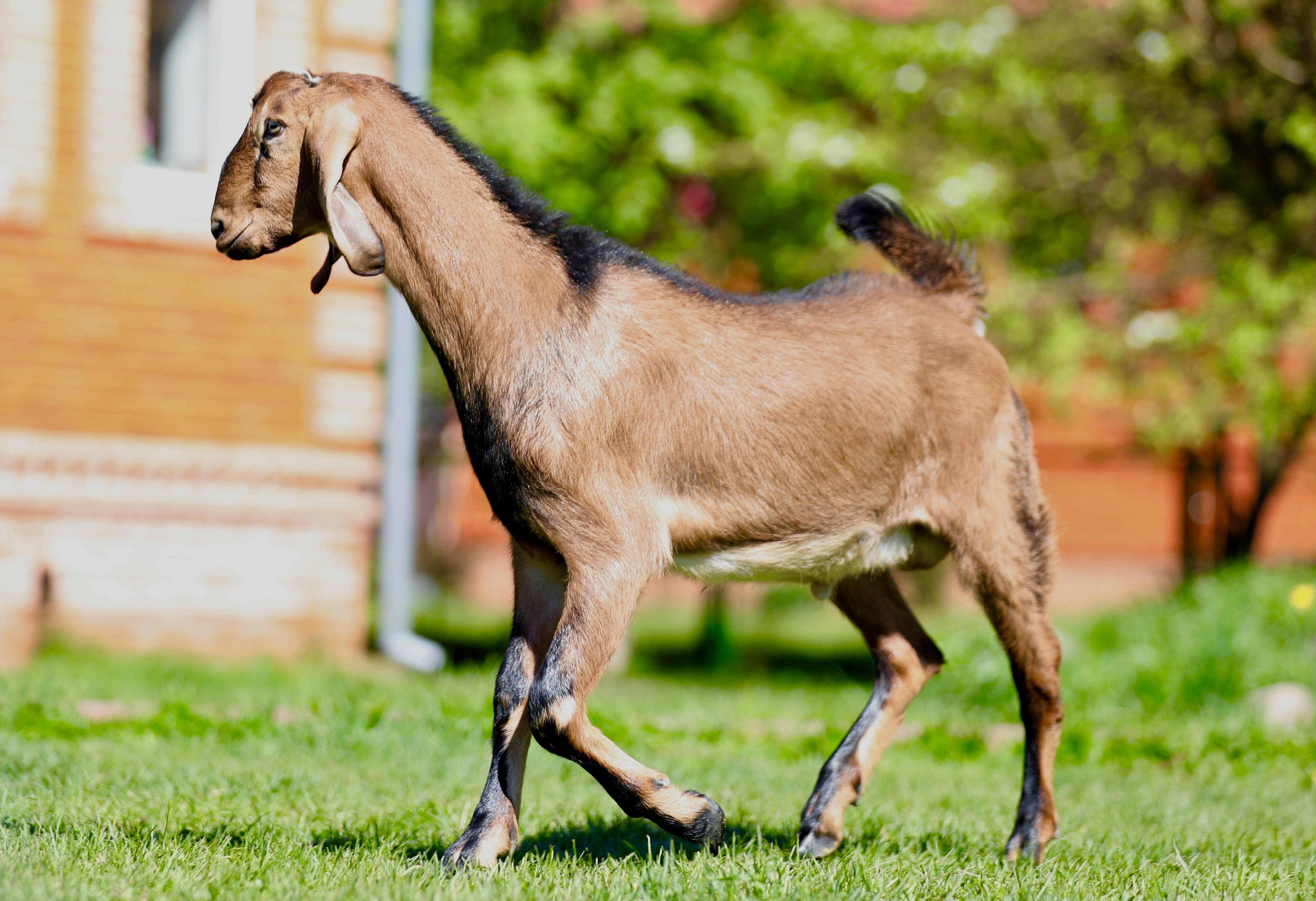 Нубийские козы. описание, особенности, виды, плюсы и минусы породы