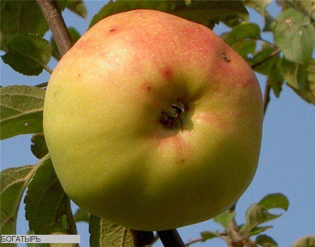 Яблоня богатырь: 50 фото, ? описание, полезные свойства и противопоказания