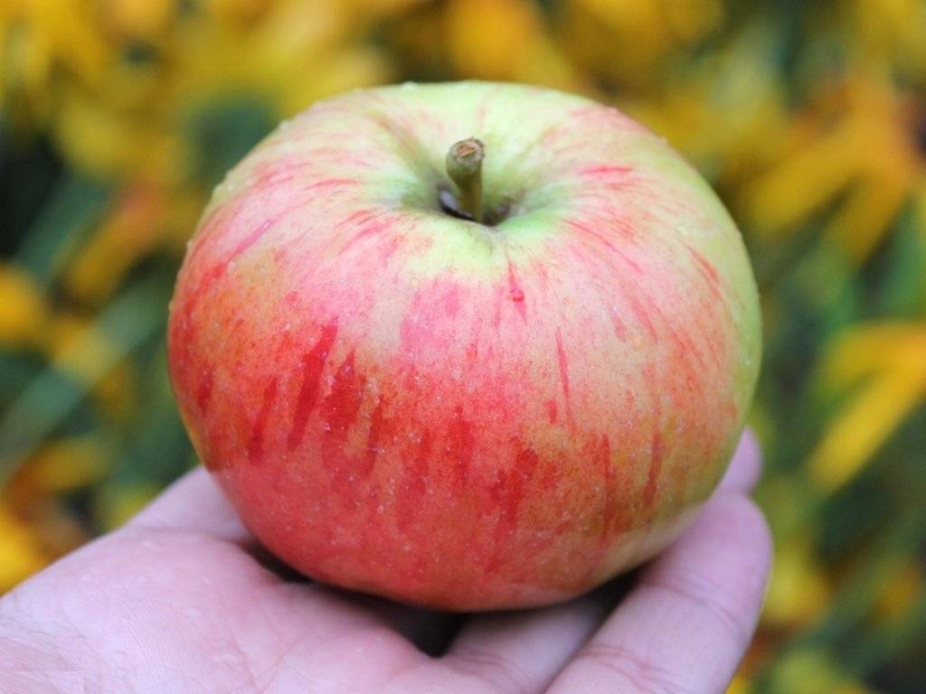 Сорт яблок чистотел фото и описание