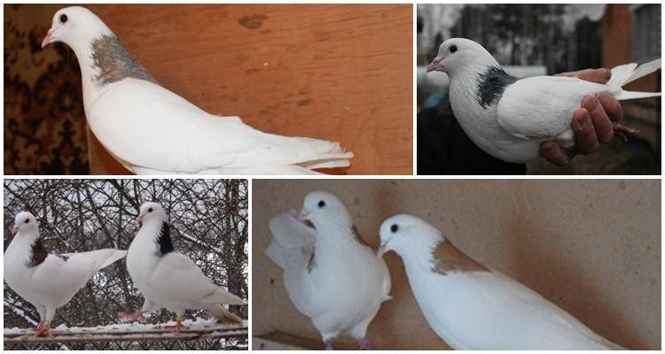 Ижевские высоколетные голуби: описание, характеристика