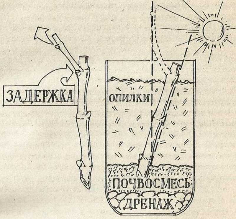 Черенкование винограда весной для начинающих в картинках пошагово