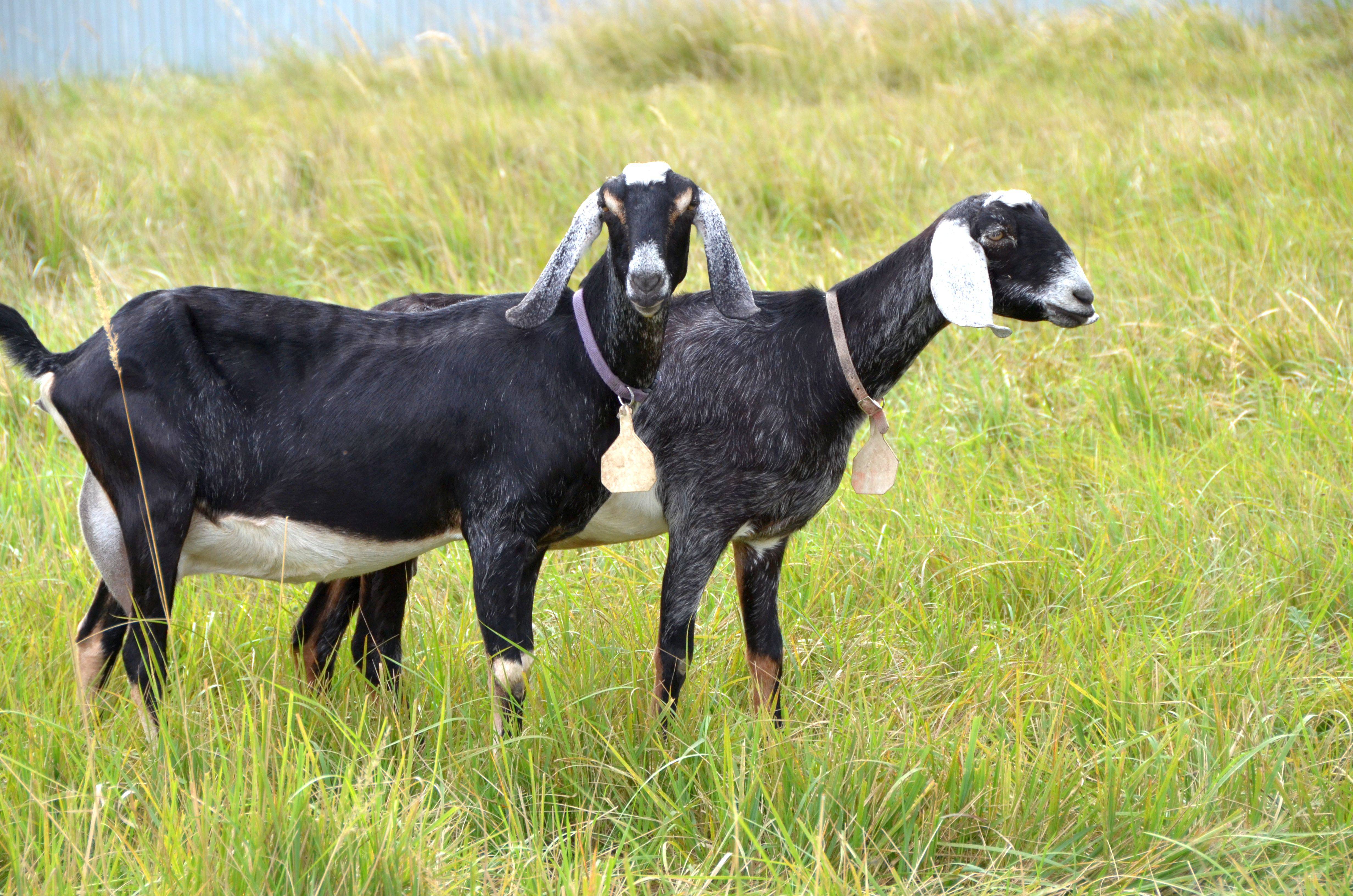 Порода коз нубийская фото и описание