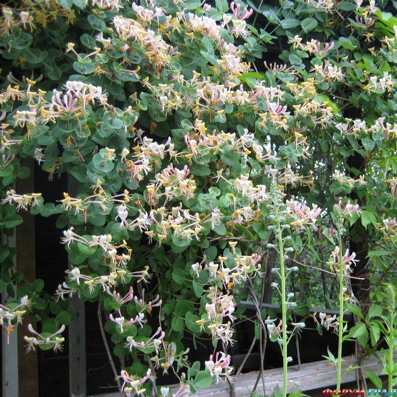 Каприфоль жимолость ароматная лиана фото в саду
