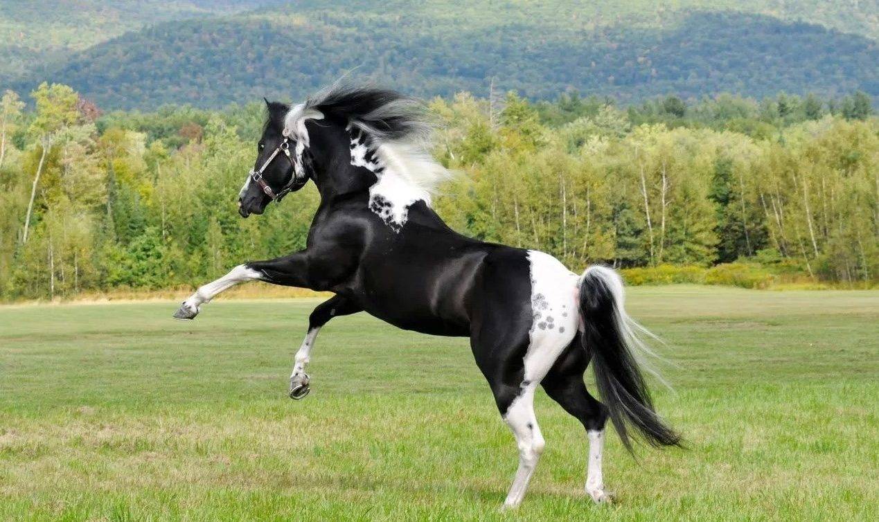 Пинто — описание и фото породы лошади | мои лошадки