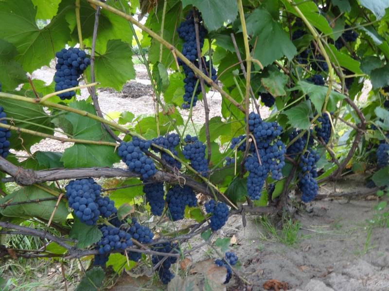 Виноград альфа: описание сорта с фото, особенности ухода и выращивания