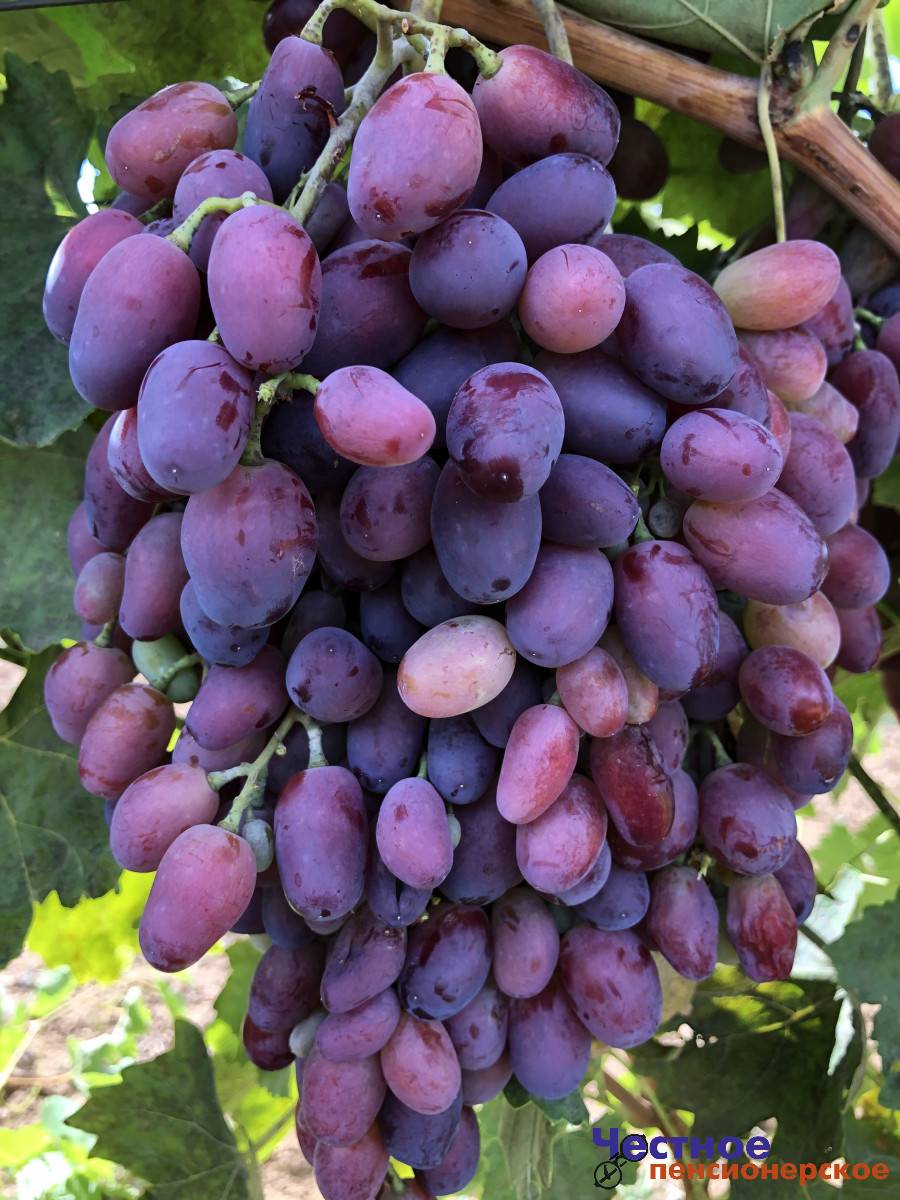 Виноград "ягуар": описание сорта, фото, отзывы