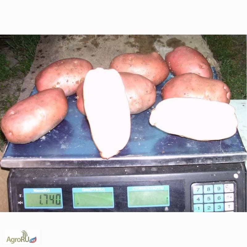 Сорт картофеля эволюшн: характеристика вида с фото, а также описание достоинств и недостатков, инструкция по выращиванию