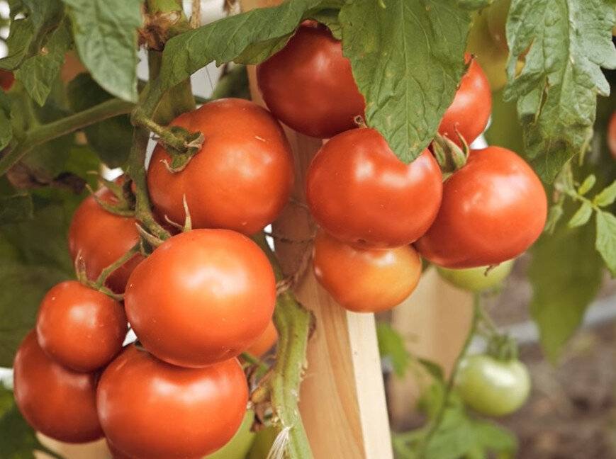 Лирике f1. Партнер томат ЛИМЕРЕНС f1. Полудетерминантный сорт томатов что это такое.