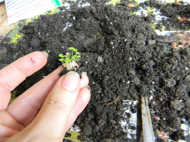 Колокольчик карпатский: выращивание из семян и видовые особенности растения