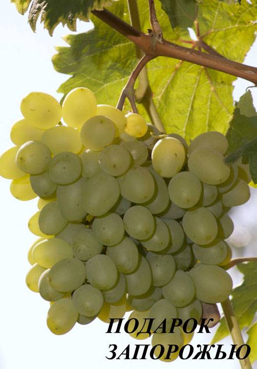 Виноград подарок запорожью: описание сорта, фото, отзывы