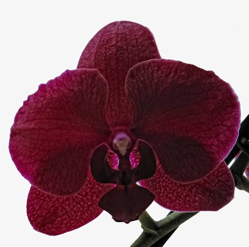 Виды орхидей - 165 фото орхидей с названиями и видео инструкция по выращиванию комнатных и садовых орхидей