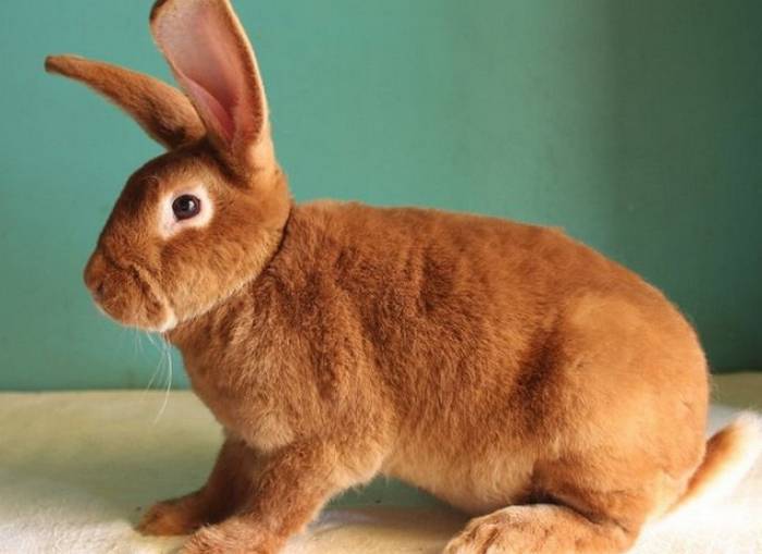 Кролик карликовый рекс: описание, разновидности, характеристики