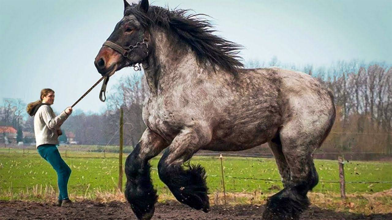 Порода самых больших лошадей. книга рекордов гиннеса: самая большая лошадь