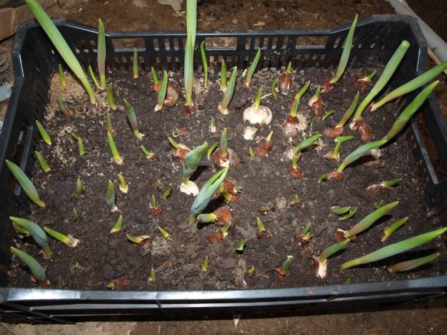 О выкапывании луковиц тюльпанов (нужно ли пересаживать, убирать каждый год)