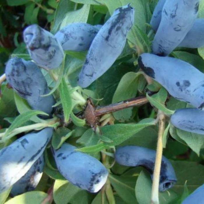 Жимолость голубое веретено: описание сорта, руководство по уходу за кустами и выращиванию синих ягод, отзывы садоводов
