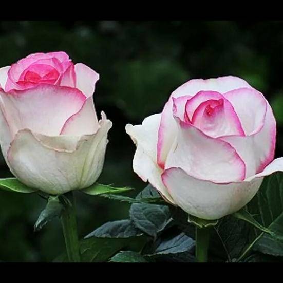 “сладкая жизнь” rosewod: чайно-гибридные розы дольче вита