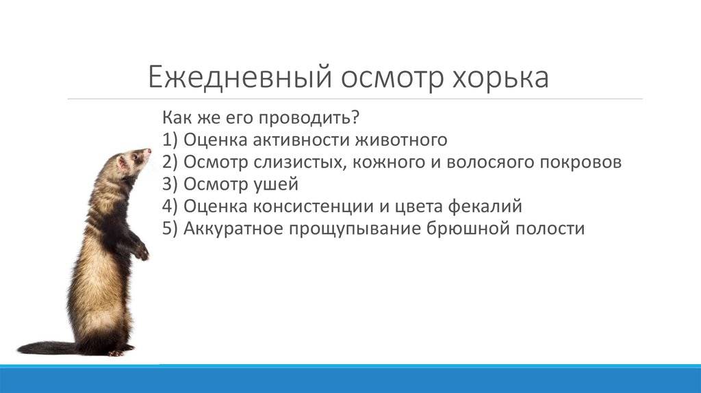 Болезни хорьков презентация