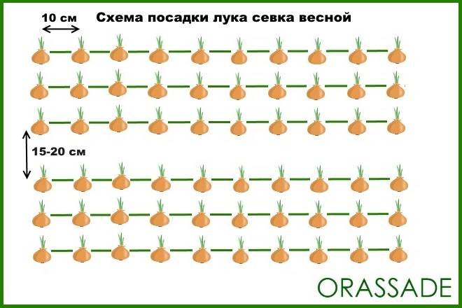 На каком расстоянии сажать лук при весенней и осенней высадке