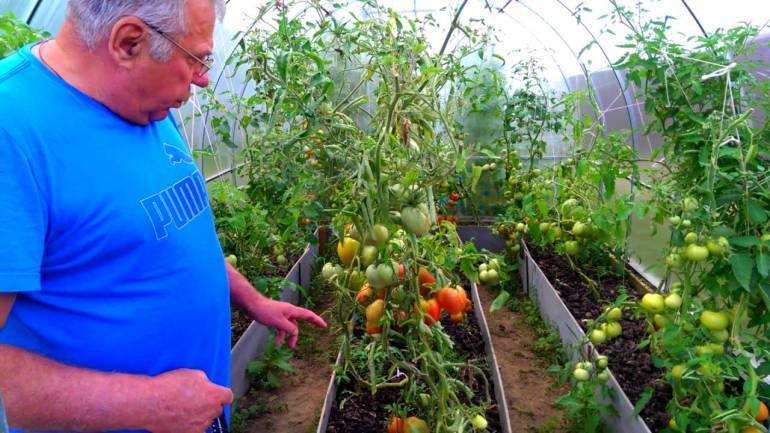 Выращивание помидоров в теплице из поликарбоната — пошаговая инструкция