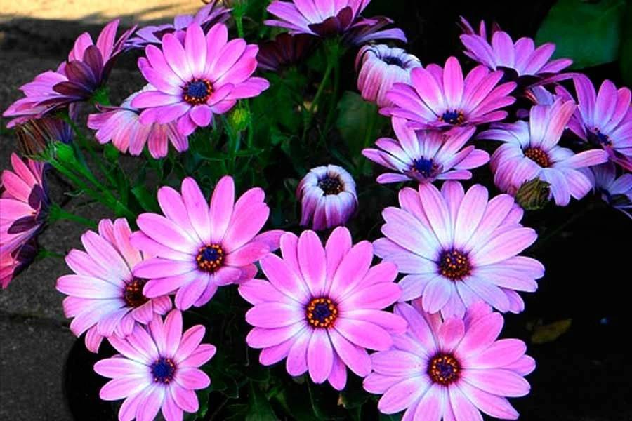 ᐉ цветок остеоспермум: посадка и уход в открытом грунте, фото, выращивание в саду - roza-zanoza.ru