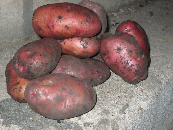 Скороспелые сорта картофеля для сибири