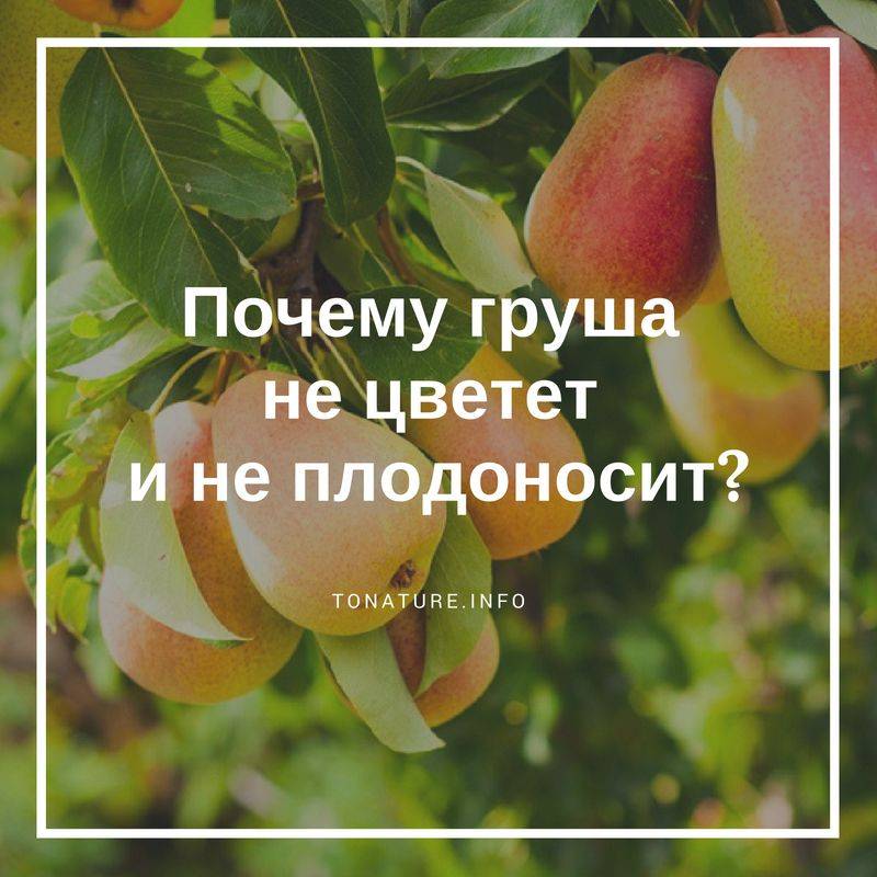 Через сколько плодоносит груша. Груша не плодоносит. Как плодоносит груша. Деревья не плодоносят что делать. Почему груша плодоносит а плоды не созревают что делать.