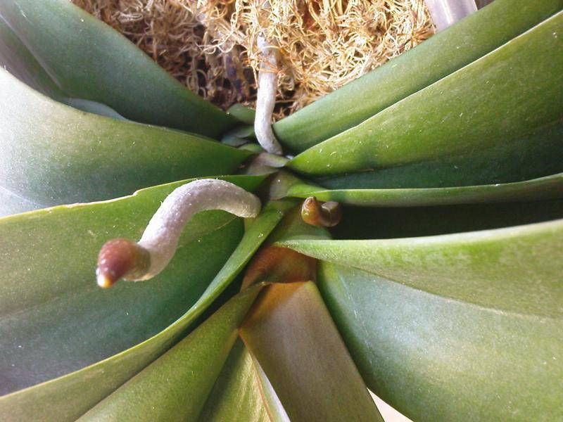 Орхидея выпустила цветонос - как ухаживать за ней и что делать, если она замерла?