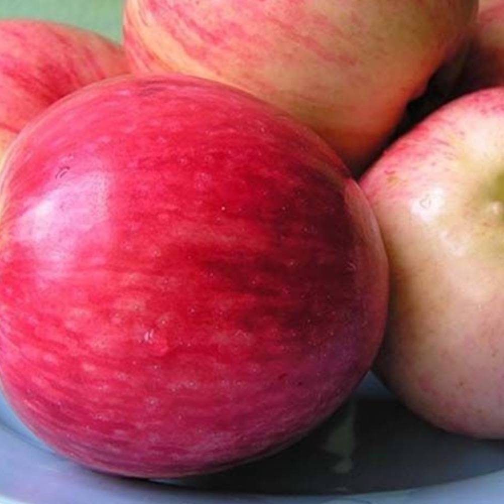 Секреты успешного выращивания яблони башкирская красавица