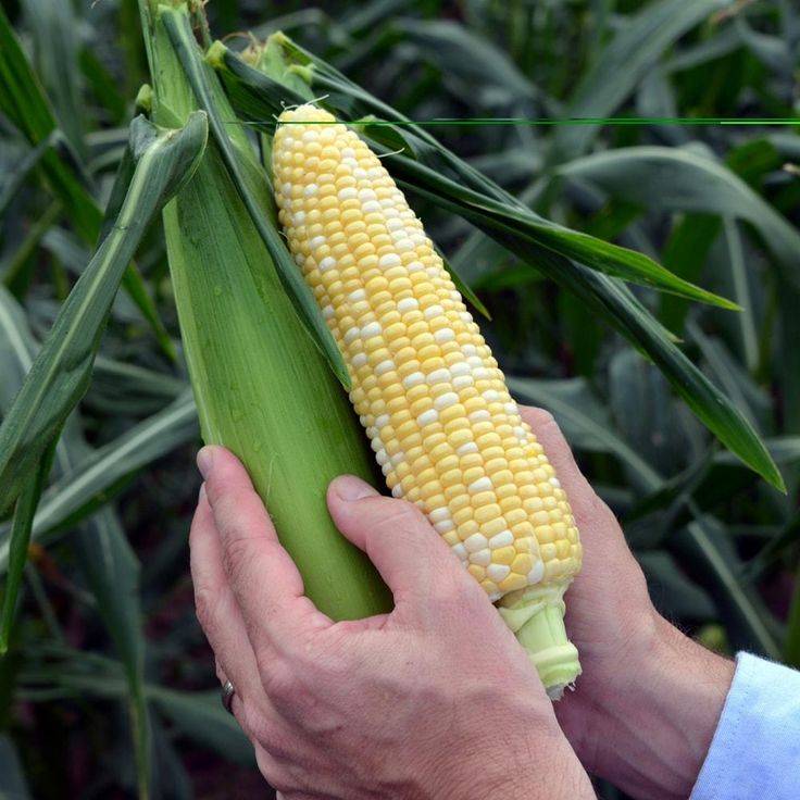 Кукуруза трофи f1: описание сорта, фото, отзывы