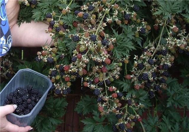 Ежевичное дерево фото размножение посадка и уход