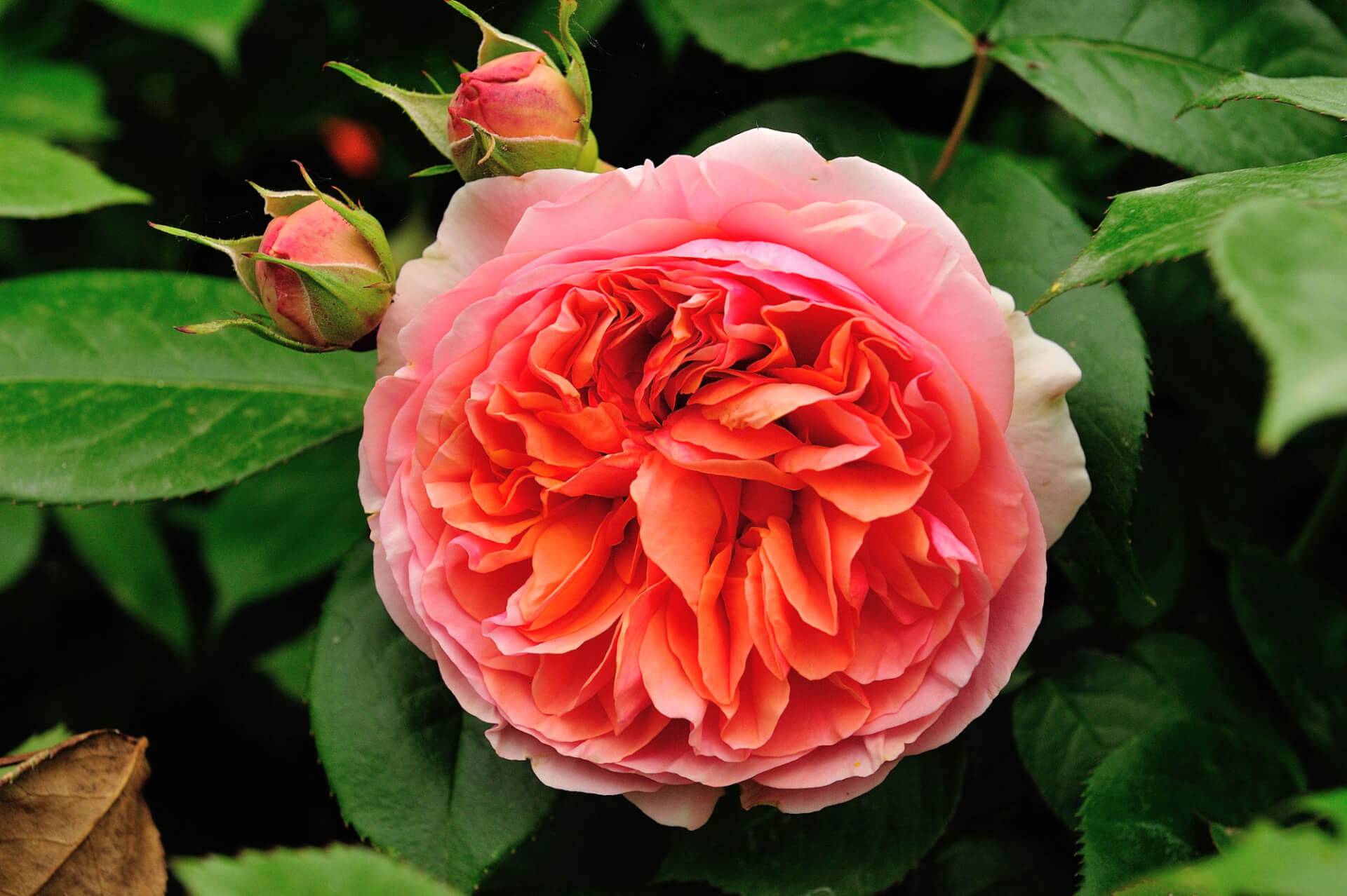 Роза «Чиппендейл»: фото и описание сорта, отзывы