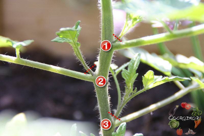 Как правильно пасынковать помидоры в теплице + схема пасынкование сортов