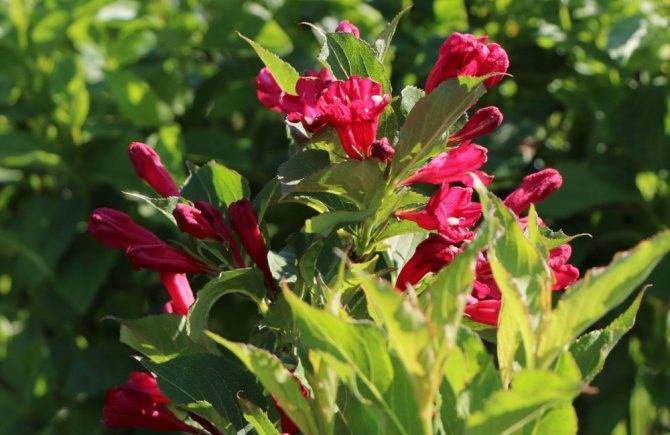 Вейгела цветущая ред принц (florida red prince): описание кустарника, посадка и уход в открытом грунте, фото, использование в ландшафтном дизайне