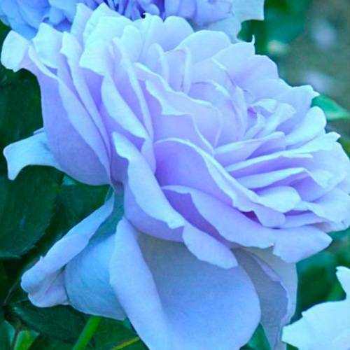 Характеристики плетистой розы сорта блю мун: условия посадки, как ухаживать