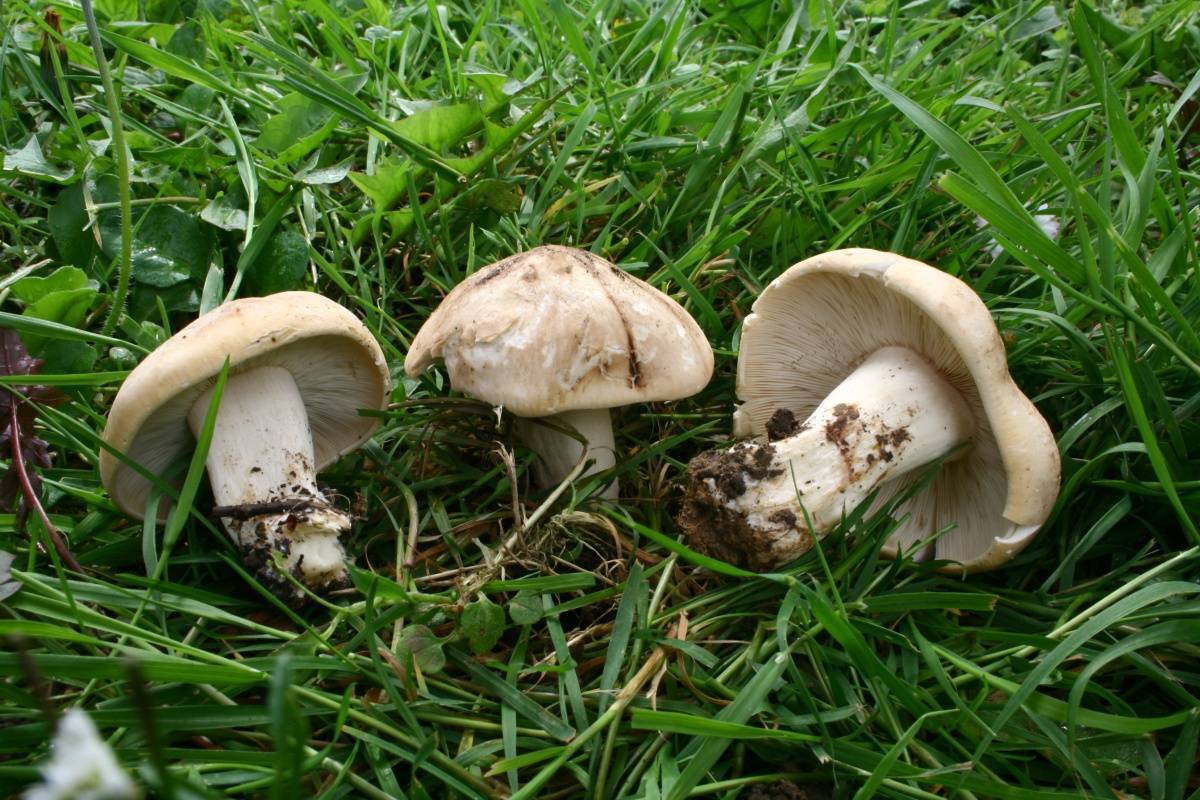 Рядовка майская (майский гриб, майка, георгиев гриб)