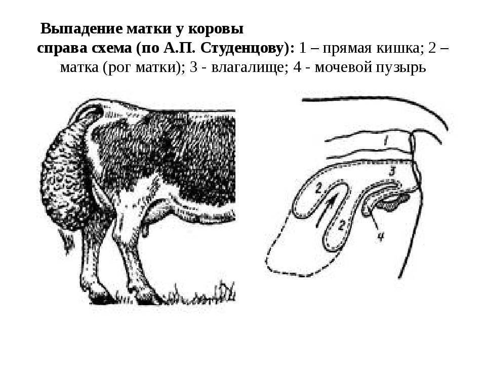 Маститы у коров презентация