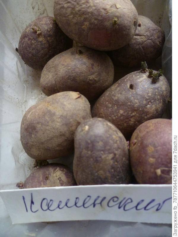 Сорт картофеля янка: фото и описание