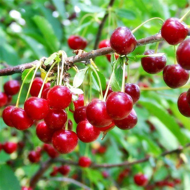 Щедрая вишня: характеристика и описание сорта, выращивание и уход