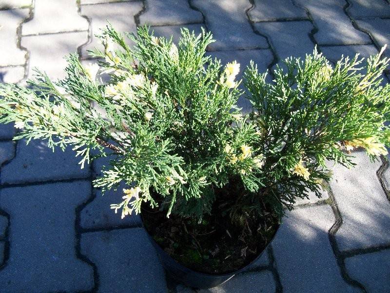 Можжевельник казацкий вариегата (variegata): описание с фото, посадка и уход, использование в ландшафтном дизайне