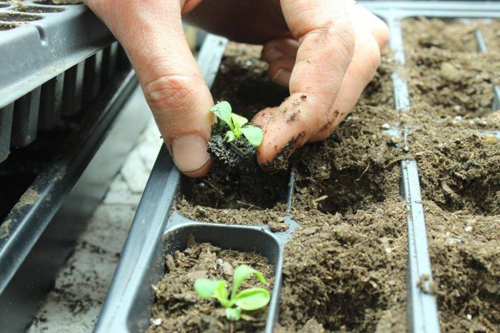 Посадка петунии в грунт рассадой – правила подготовки растения