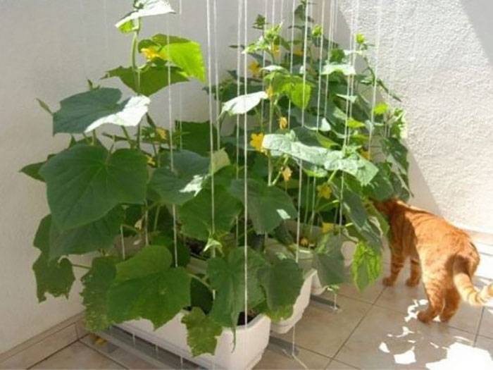 Как вырастить на балконе огурцы и помидоры