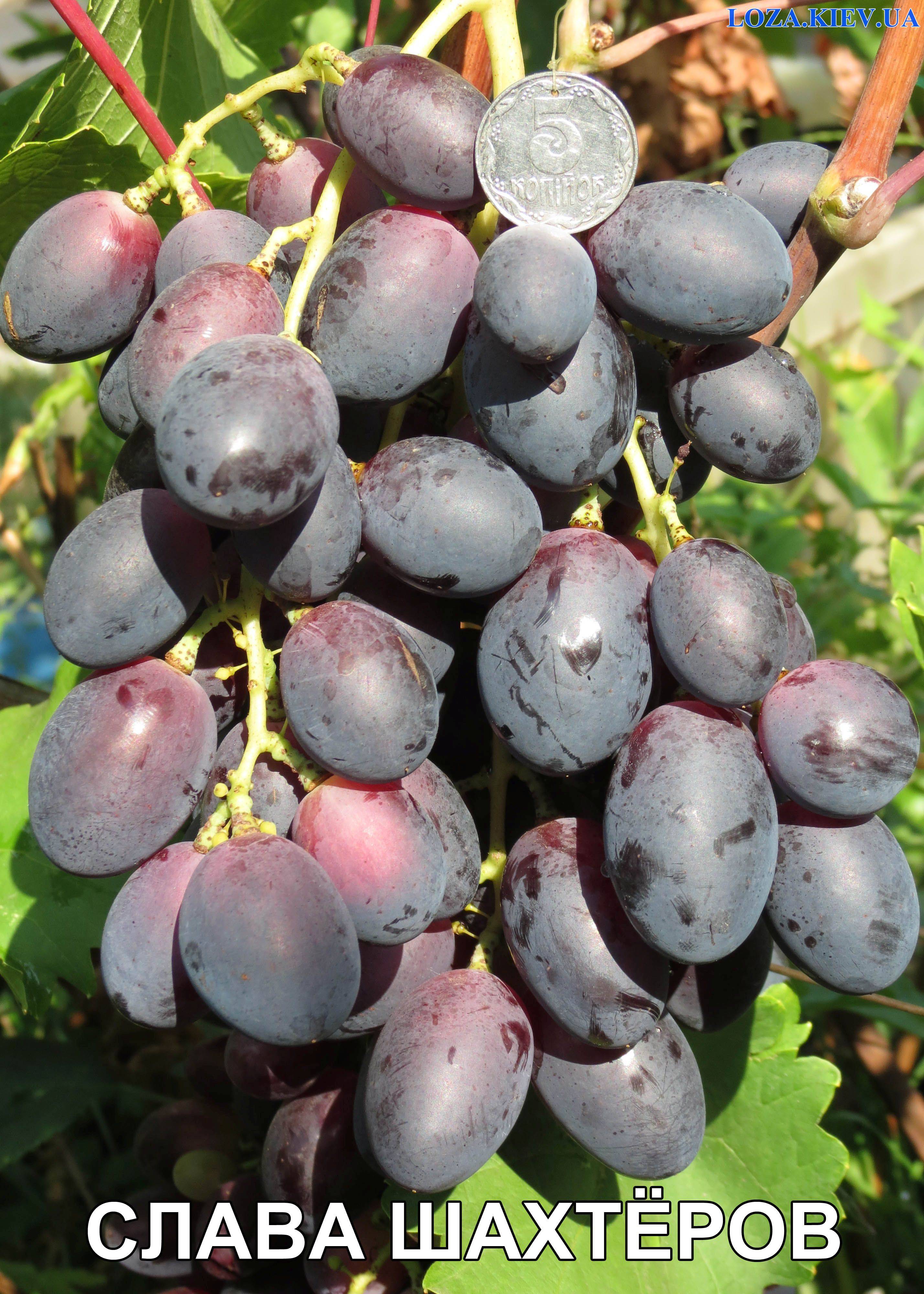 Высокий урожай при минимальном уходе обеспечит виноград шахтер