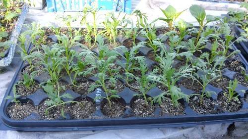 Как вырастить хризантемы из семян: правила посева и ухода
