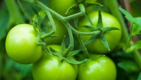 Простой и не доставляющих хлопот в уходе томат «хлыновский»: характеристика и описание сорта