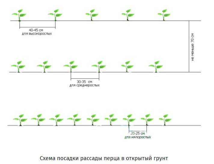 На каком расстоянии сажать яблони друг от друга в саду