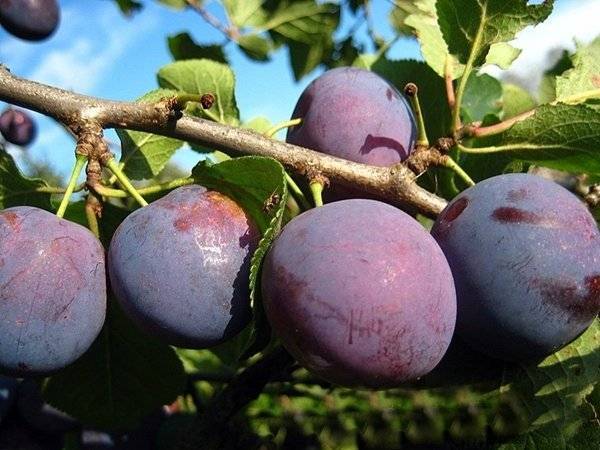 Слива анна шпет: описание, посадка и уход, отзывы и фото сорта