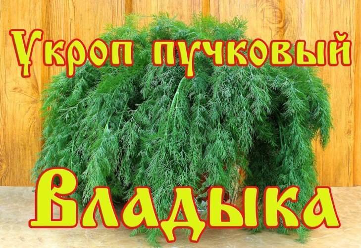 Как вырастить укроп, чтобы он был зелёным всё лето и не образовывал зонтики: хитрости соседа: новости, укроп, огород, урожай, советы, сад и огород