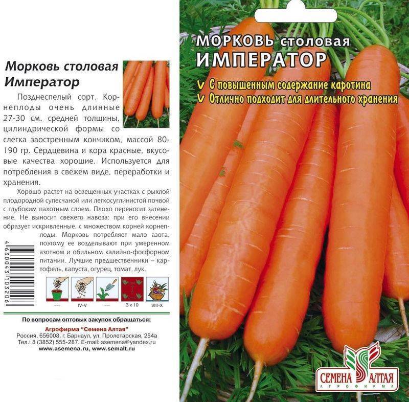 Все лучшие сорта моркови для хранения на зиму, полный список сортов